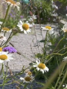 Free Talk: Balancing Biodiversity and Beauty in the Urban Garden
