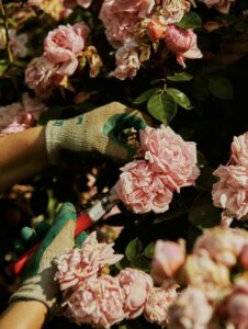 Borde Hill Garden – LHS Outing