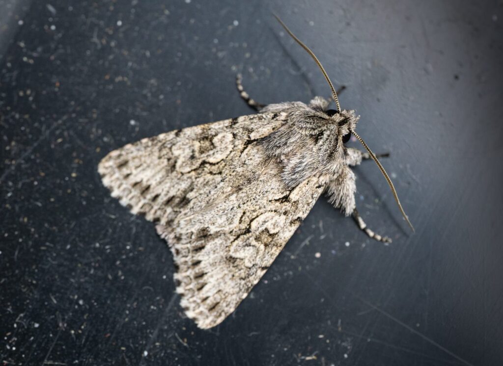 The Moths Project – March Update