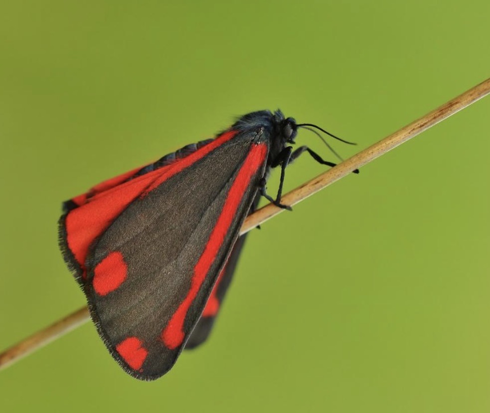 Cinnabar Moth – 60th species for the Moths Project
