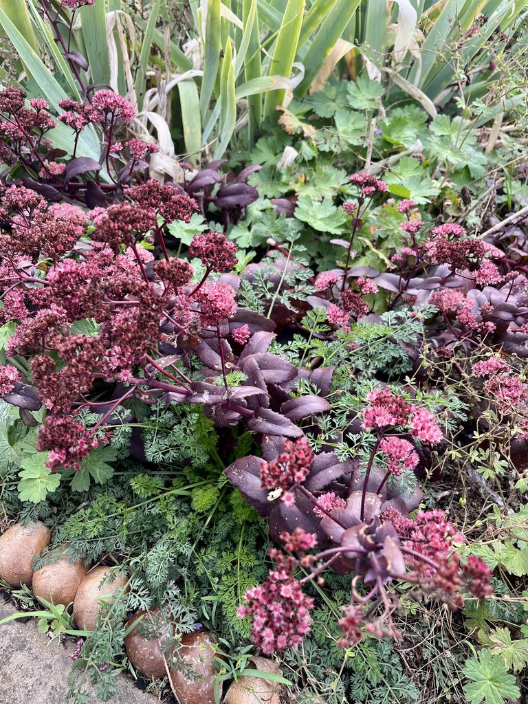 WGG Update: Brockwell Park Walled Garden